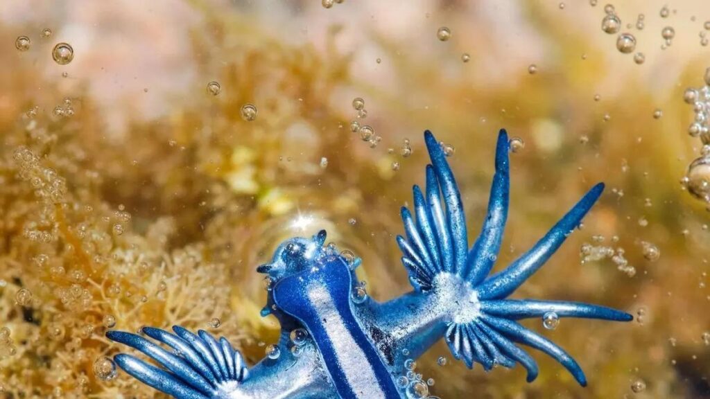blauer drache glaucus atlanticus kanarische inseln