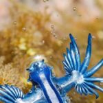 blauer drache glaucus atlanticus kanarische inseln