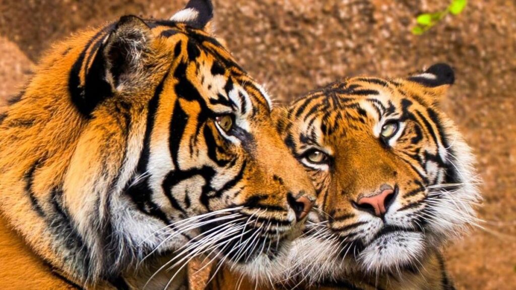 sumatra tiger loro parque teneriffa