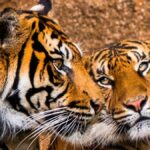 sumatra tiger loro parque teneriffa