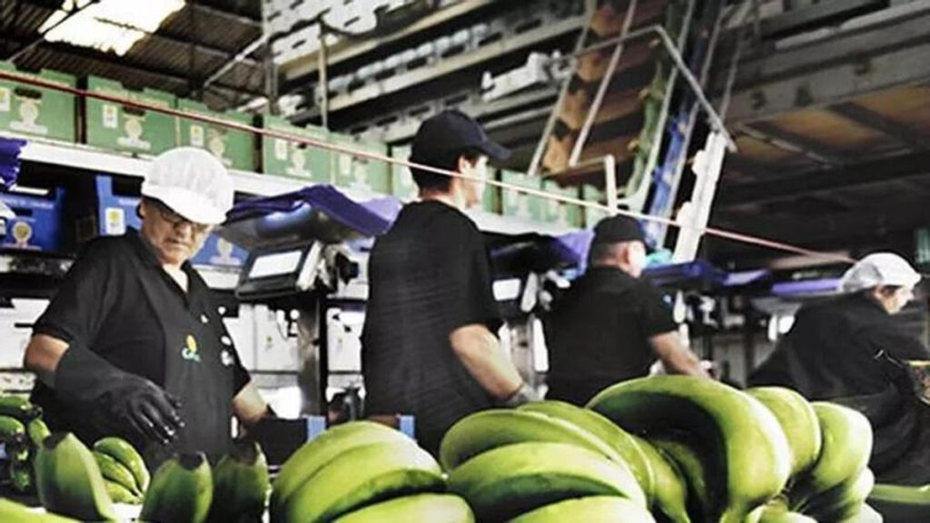 bananen rueckstellungen kanarische inseln august 2026