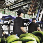bananen rueckstellungen kanarische inseln august 2026