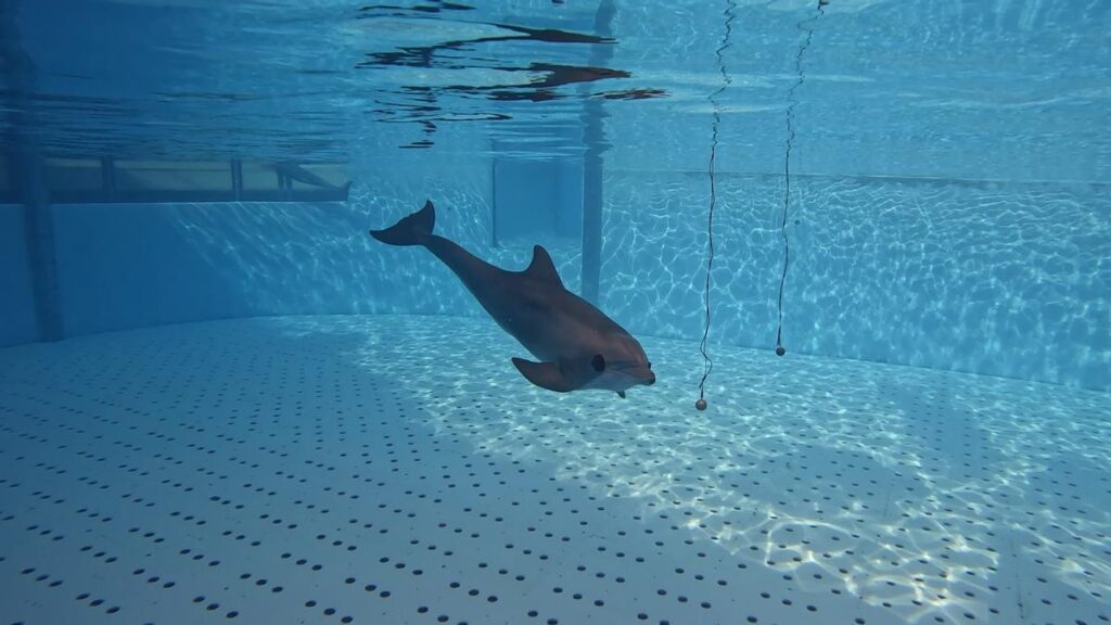 delfine sonar forschung loro parque