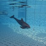 delfine sonar forschung loro parque