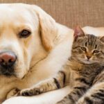 eu beschliesst schutzregeln hunde katzen