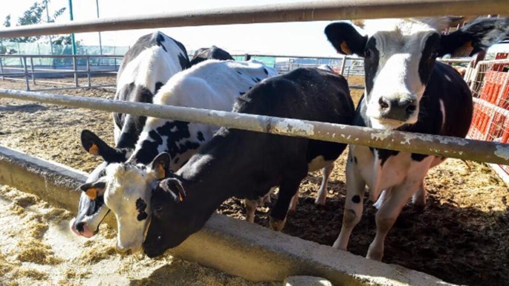 eu importstopp brasilianisches fleisch kanaren