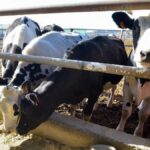 eu importstopp brasilianisches fleisch kanaren