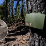 fledermaeuse teneriffa walderholung 2023 brand