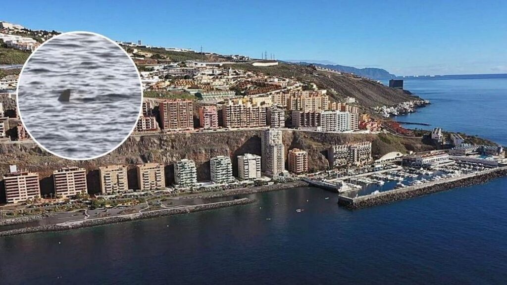 hai teneriffa gesichtet tauchwettbewerb