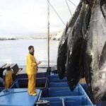 orcas vertreiben thunfischfischer kantabrisches meer