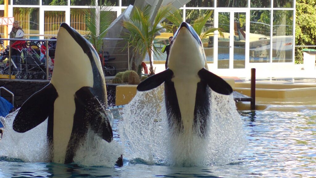 orcas wikie keijo loro parque teneriffa transport