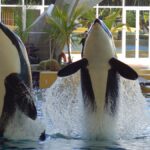 orcas wikie keijo loro parque teneriffa transport