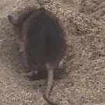 ratte strand maspalomas gran canaria