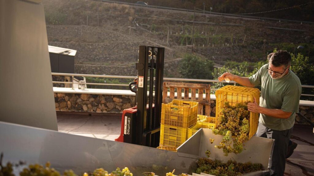 weinlese teneriffa 2026 optimismus