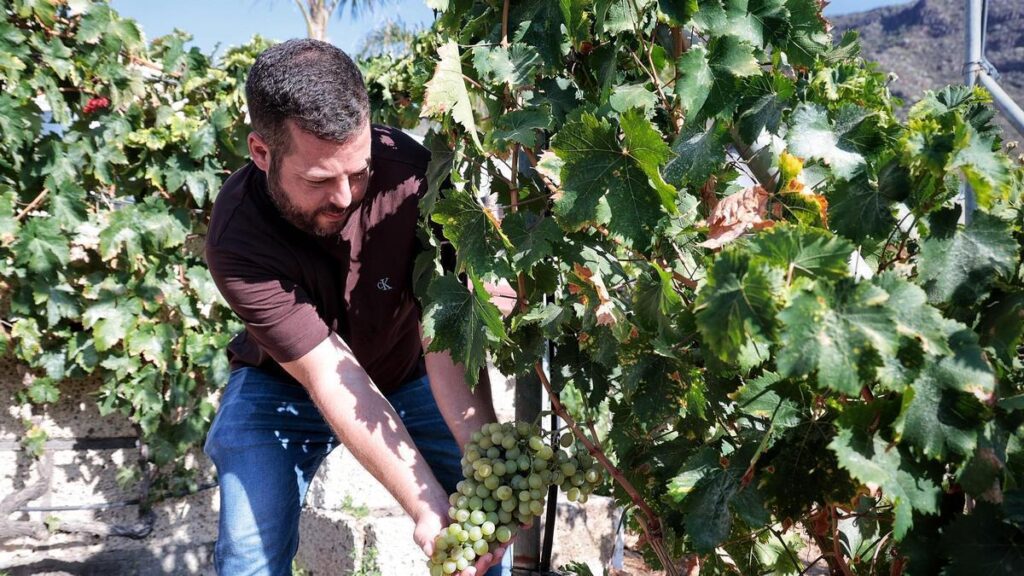 weinlese teneriffa hoffnung nach duerrejahren