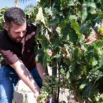 weinlese teneriffa hoffnung nach duerrejahren