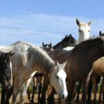 west nil virus gran canaria pferde
