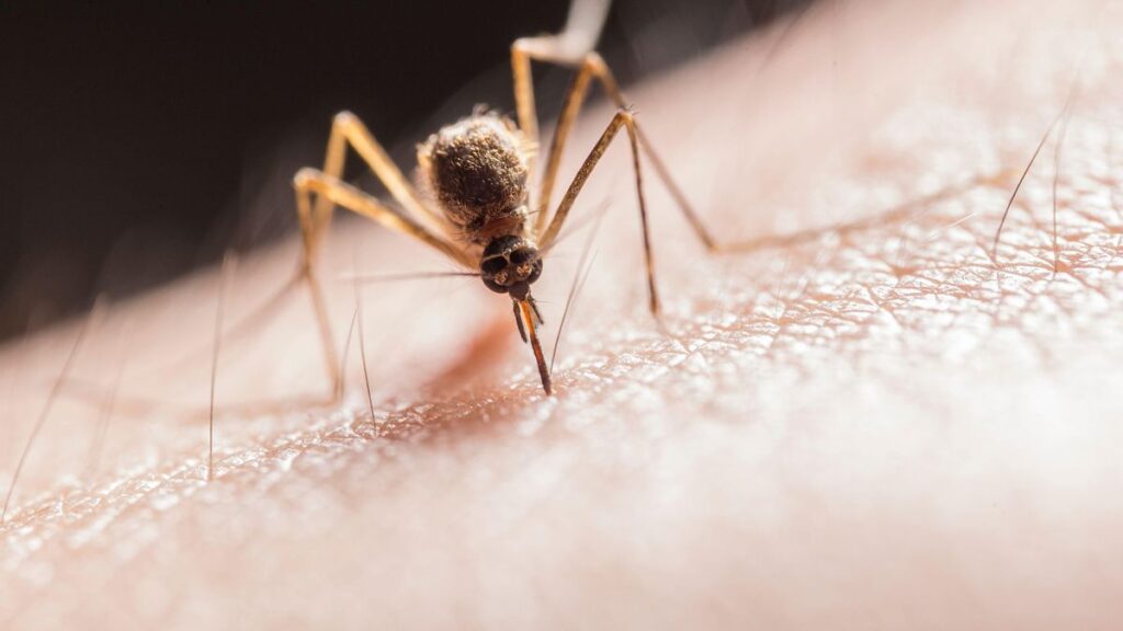 west nil virus kanarische inseln risiko