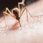 west nil virus kanarische inseln risiko