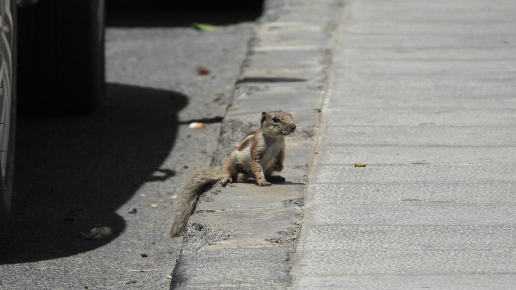 berberhoernchen lanzarote eingeschleppt verhindert