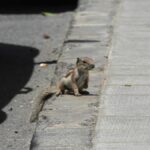 berberhoernchen lanzarote eingeschleppt verhindert