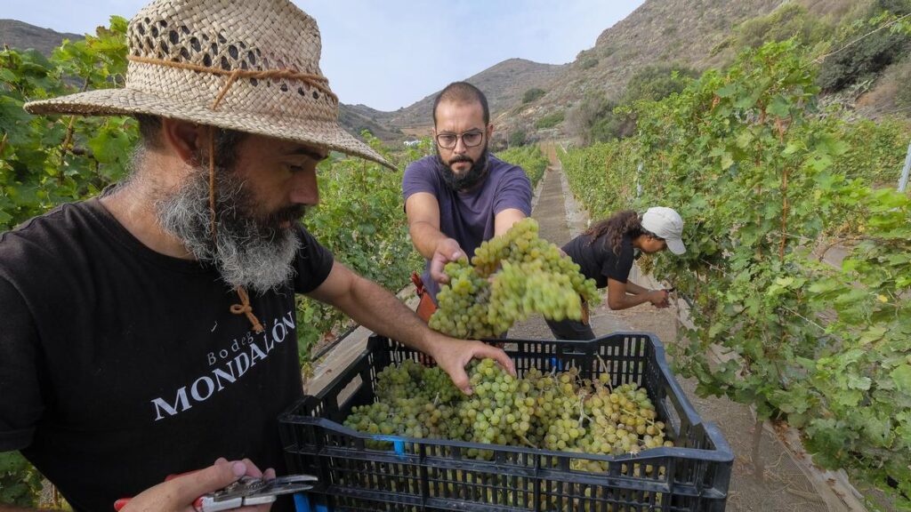 kanaren wein exporte usa zoelle