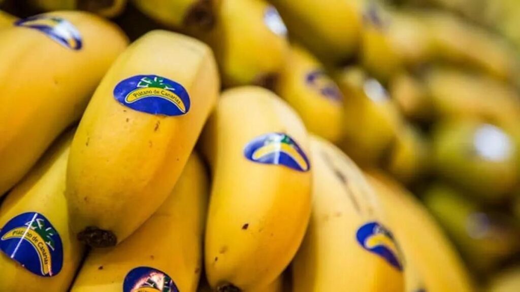 kanarische bananen erzeugerpreise verlust
