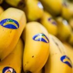 kanarische bananen erzeugerpreise verlust