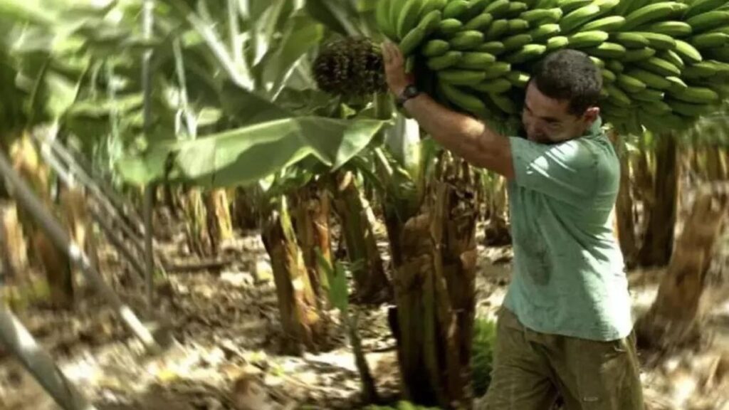 kanarische bananen preisrekordtief erzeuger
