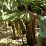 kanarische bananen preisrekordtief erzeuger