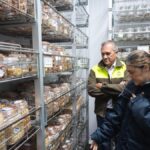 samen arch noah teneriffas verborgener schaetz