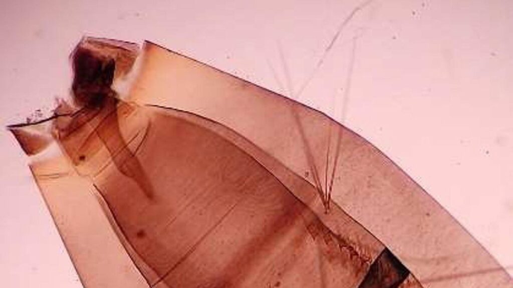 aedes aegypti mogan gran canaria