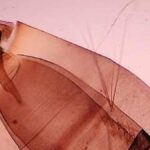 aedes aegypti mogan gran canaria