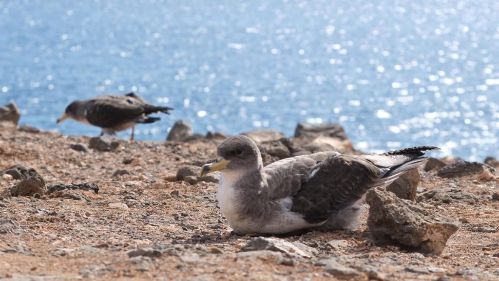 fuerteventura pardela sturmtaucher schutz