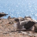 fuerteventura pardela sturmtaucher schutz