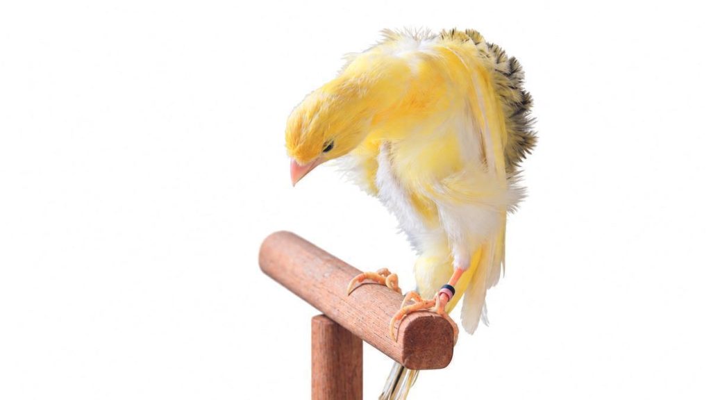 kanarienvogel serinus canaria geschichte
