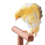kanarienvogel serinus canaria geschichte