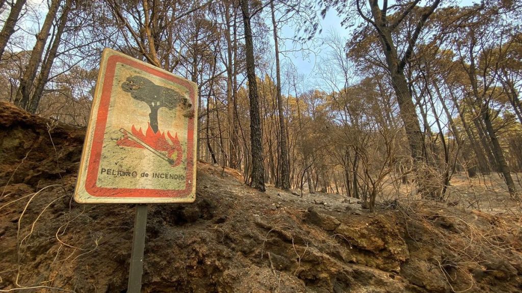 teneriffa psoe kritik waldbrandvorsorge