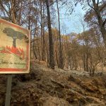 teneriffa psoe kritik waldbrandvorsorge
